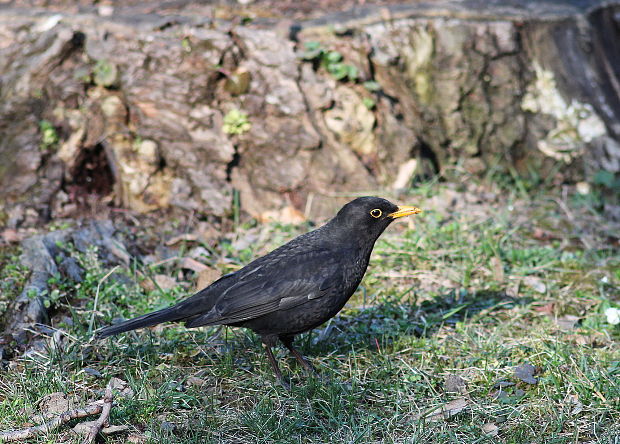 drozd čierny Turdus merula