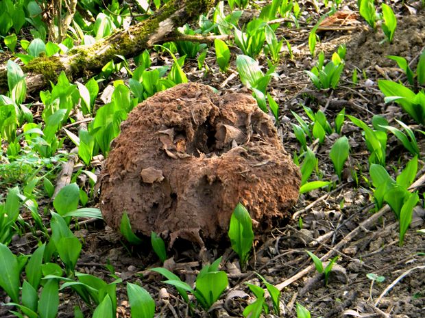 cesnak medvedí Allium ursinum L.