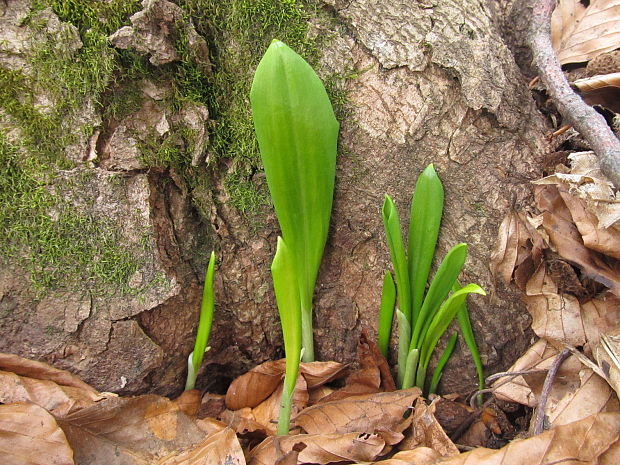 cesnak medvedí Allium ursinum L.