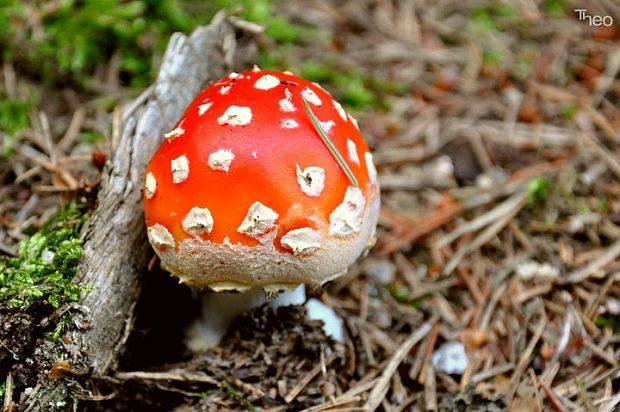 muchotrávka červená Amanita muscaria (L.) Lam.