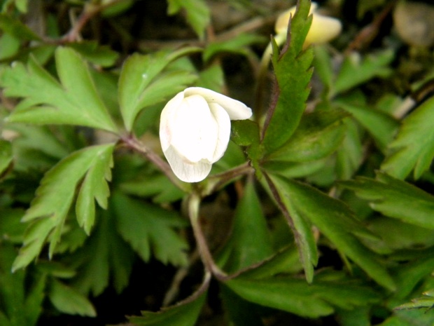 veternica hájna Anemone nemorosa L.