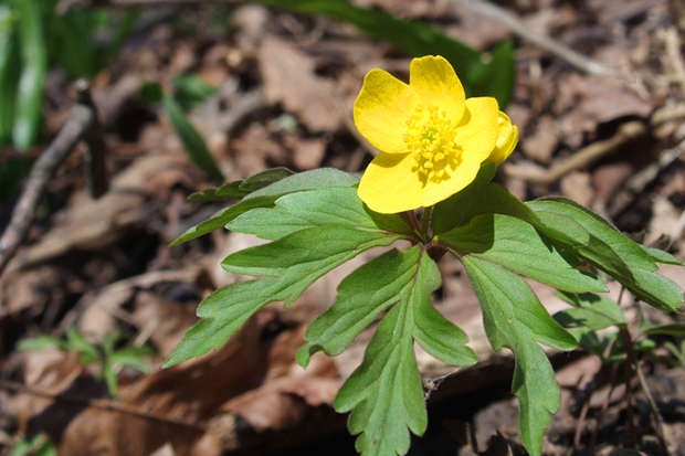 veternica iskerníkovitá Anemone ranunculoides L.