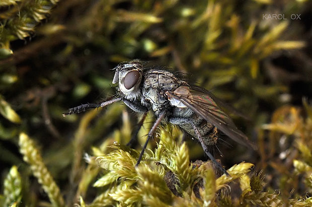 bystruša Campylocheta praecox