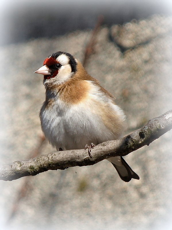 stehlík obyčajný  Carduelis carduelis