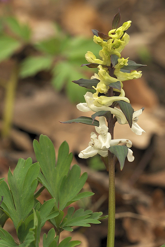 chochlačka dutá Corydalis cava (L.) Schweigg. et Körte