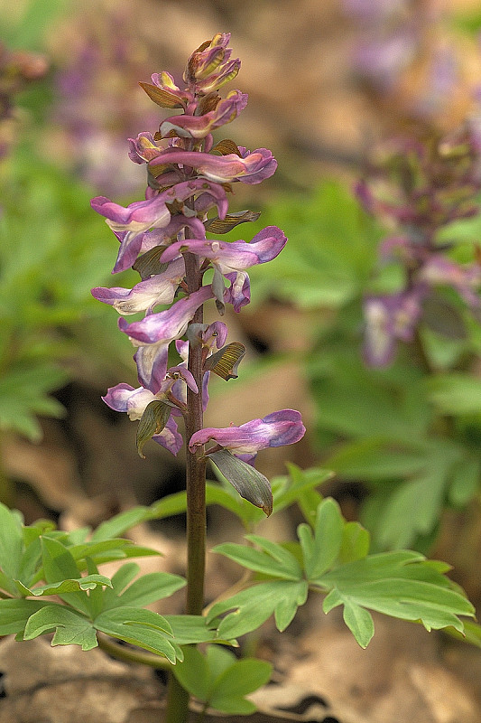 chochlačka dutá Corydalis cava (L.) Schweigg. et Körte