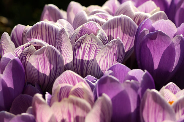 šafran Crocus sp.