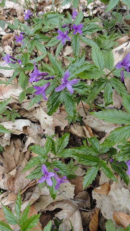 zubačka žliazkatá Dentaria glandulosa Waldst. et Kit. ex Willd.