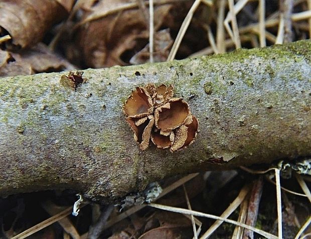 dutinovka otrubnatá Encoelia furfuracea (Roth) P. Karst.