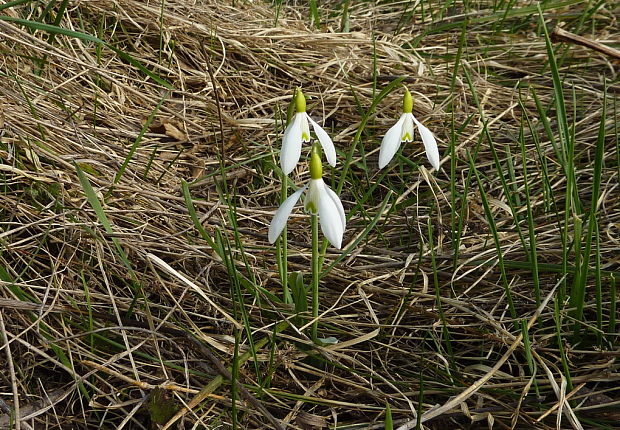 snežienka jarná Galanthus nivalis L.