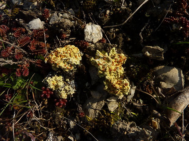 blýskavka žltá Gyalolechia fulgens (Sw.) Søchting, Frödén & Arup