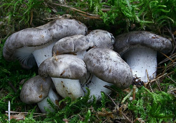 šťavnačka marcová Hygrophorus marzuolus (Fr.) Bres.