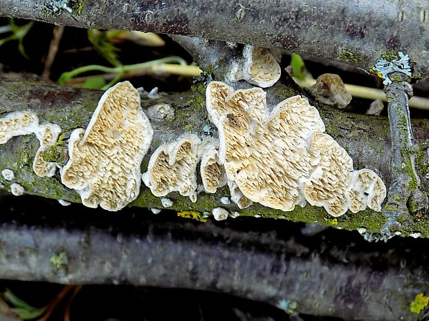 zubovec biely Irpex lacteus (Fr.) Fr.