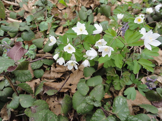 veterník žltuškovitý Isopyrum thalictroides L.