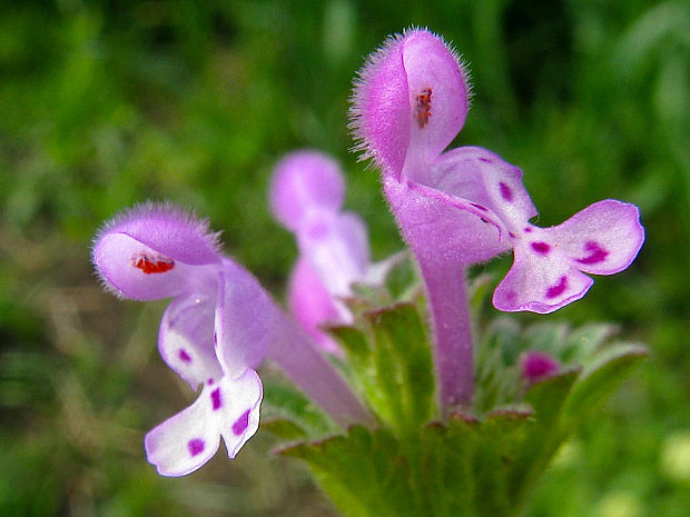 hluchavka objímavá Lamium amplexicaule L.