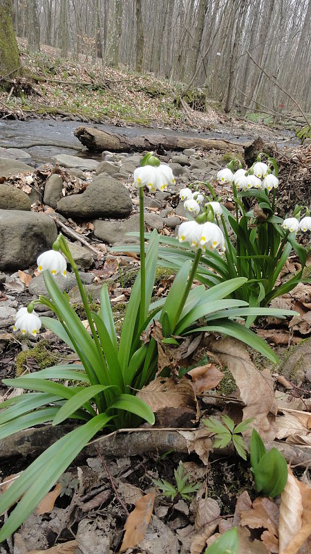 bleduľa jarná karpatská Leucojum vernum subsp. carpaticum (Spring) O. Schwarz