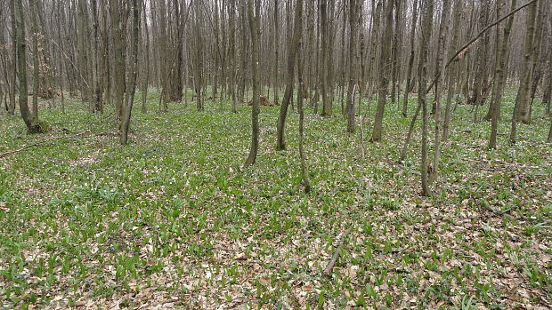 bleduľa jarná karpatská Leucojum vernum subsp. carpaticum (Spring) O. Schwarz