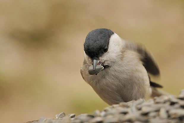 sýkorka lesklohlavá  Parus palustris