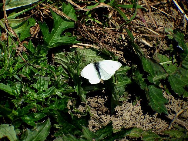 mlynárik repový (sk) / bělásek řepový (cz) Pieris rapae Linnaeus, 1758