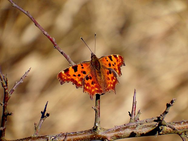 babôčka zubatokrídla (sk) babočka bílé C (cz) Polygonia c-album Linnaeus, 1758