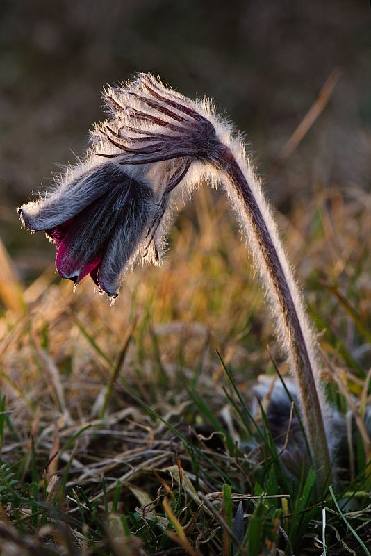 poniklec lúčny český Pulsatilla pratensis subsp. bohemica Skalický