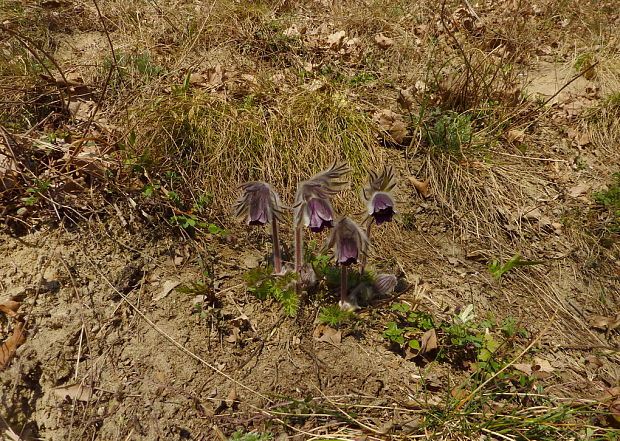 poniklec lúčny český Pulsatilla pratensis subsp. bohemica Skalický