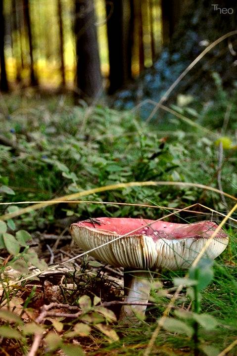 plávka bodkovaná / Holubinka tečkovaná Russula vinosa Lindblad