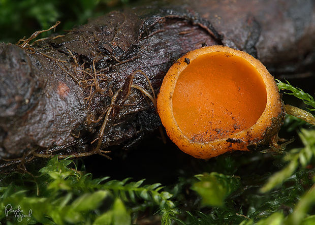 ohnivec rakúsky žltý Sarcoscypha austriaca var. lutea Ruini & Ruedl