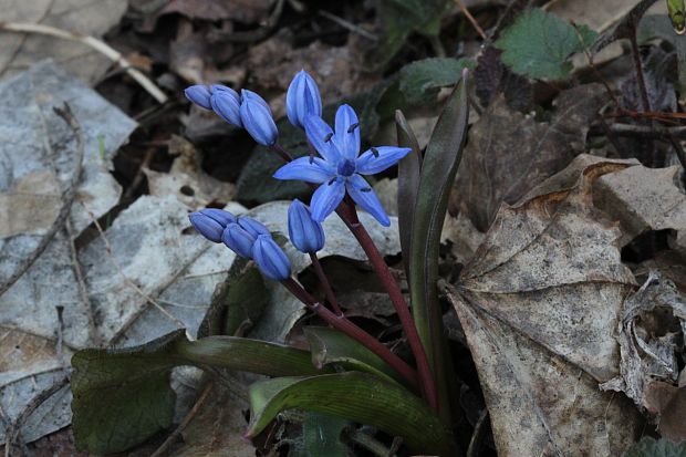 scila dvojlistá Scilla bifolia agg. L.