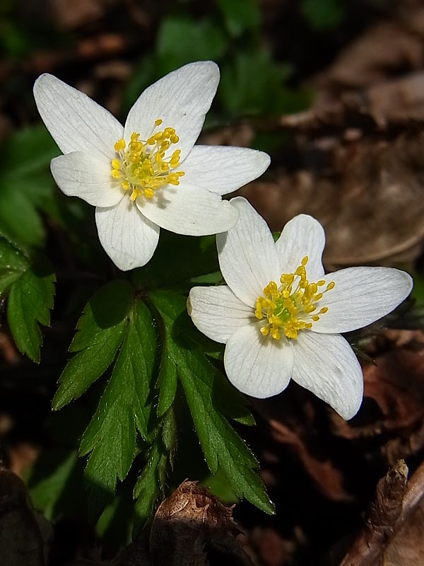 veternica hájna Anemone nemorosa L.