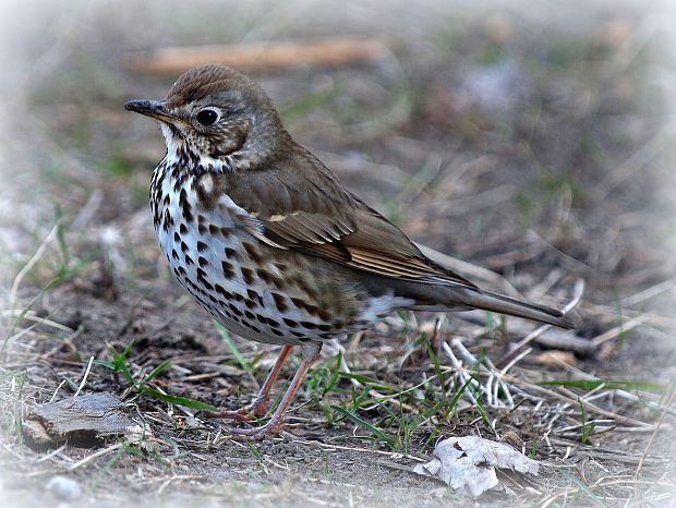 drozd plavý Turdus philomelos