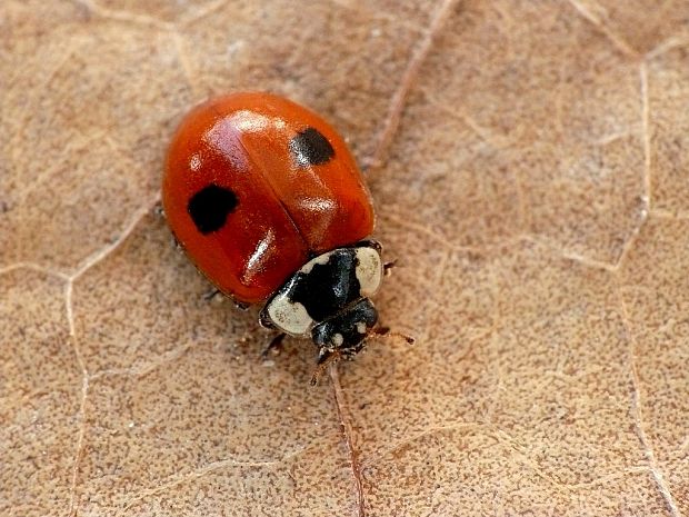 lienka dvojbodková (sk) / slunéčko dvoutečné (cz) Adalia bipunctata Linnaeus, 1758