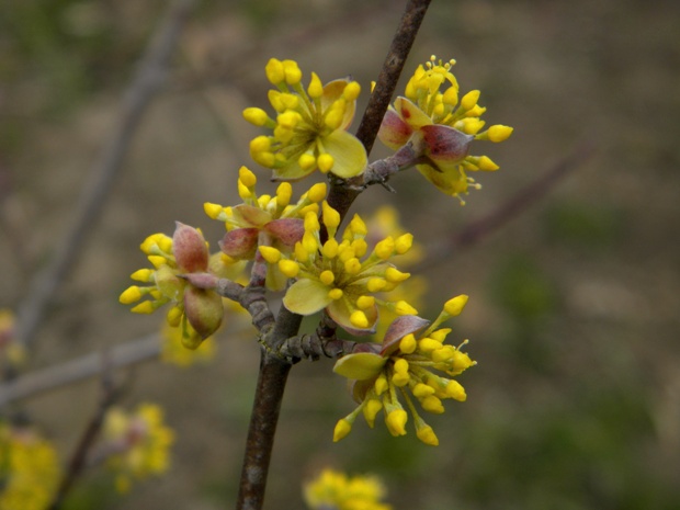 drieň obyčajný Cornus mas L.