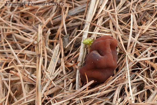 ušiak obyčajný Gyromitra esculenta (Pers.) Fr.