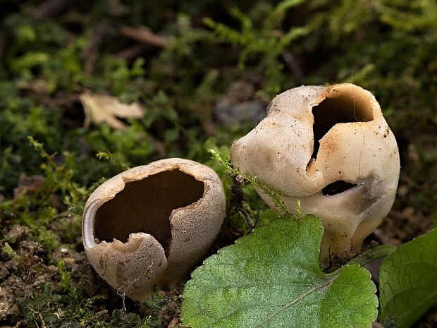 chriapač sosnový Helvella leucomelaena (Pers.) Nannf.