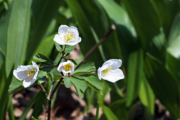 veterník žltuškovitý Isopyrum thalictroides L.