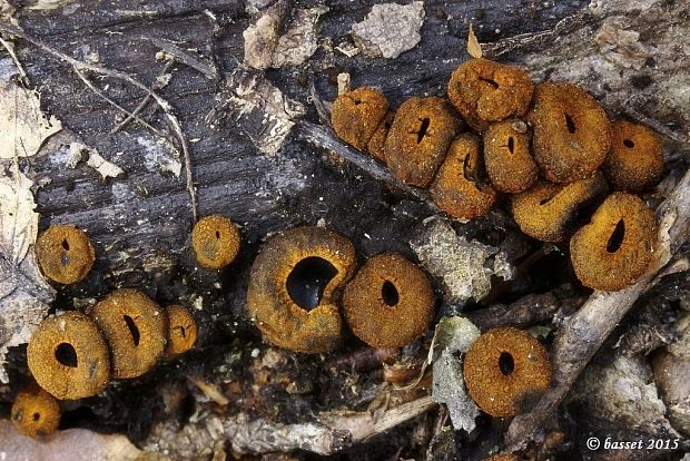 pakorienkovka čierna Plectania melastoma (Sowerby) Fuckel