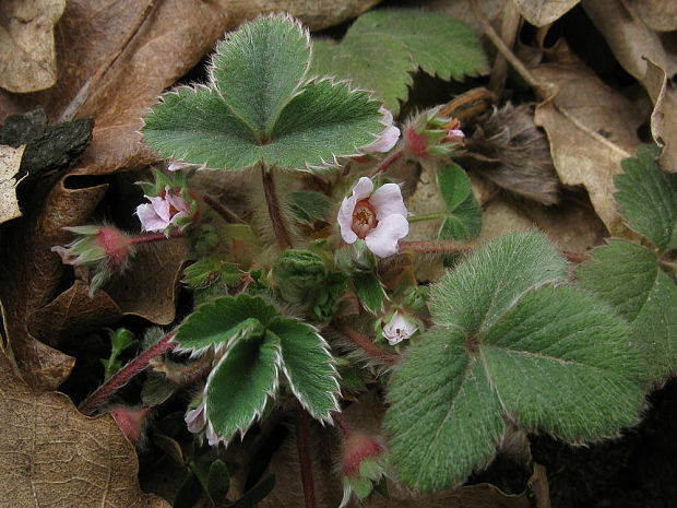 nátržník drobnokvetý Potentilla micrantha  Ramond ex DC.