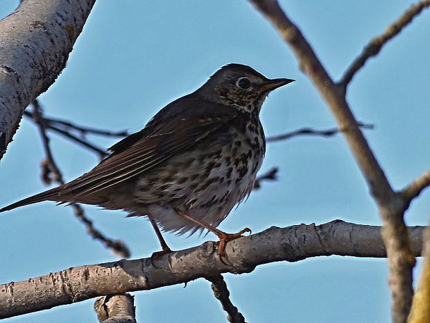 drozd plavý Turdus philomelos Brehm, 1831