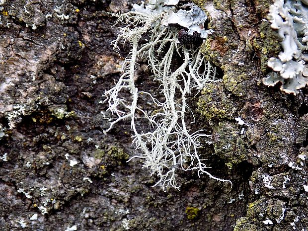 bradatec Usnea sp. Dill. ex Adans.