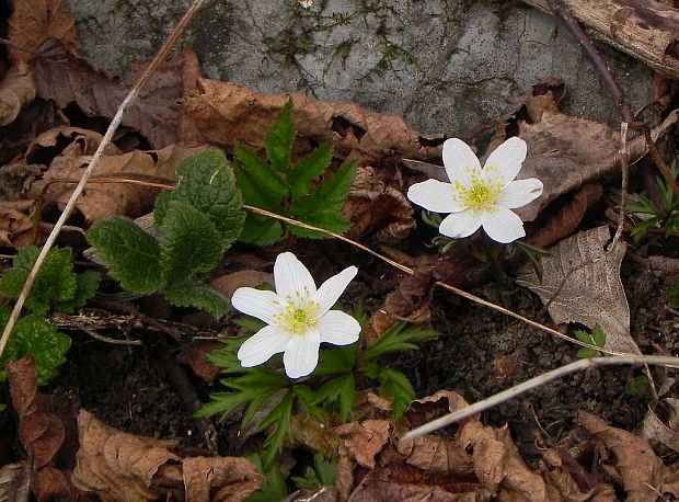 veternica hájna Anemone nemorosa L.