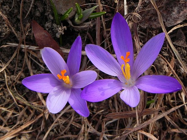 šafran spišský Crocus discolor G. Reuss