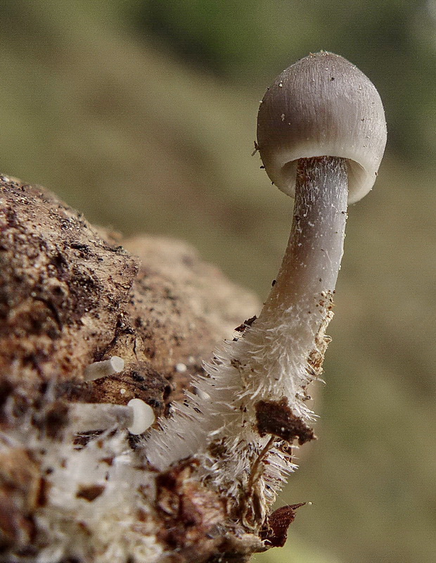 prilbička šišková Mycena strobilicola J. Favre & Kühner