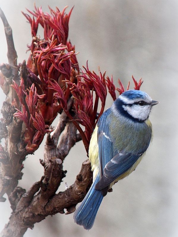 sýkorka belasá  Parus caeruleus