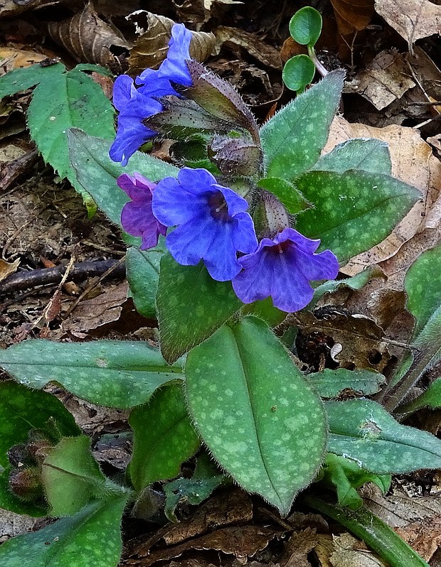 pľúcnik lekársky Pulmonaria officinalis L.