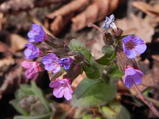 pľúcnik lekársky Pulmonaria officinalis L.