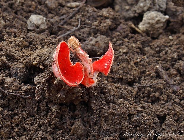 ohnivec jurský Sarcoscypha jurana (Boud.) Baral