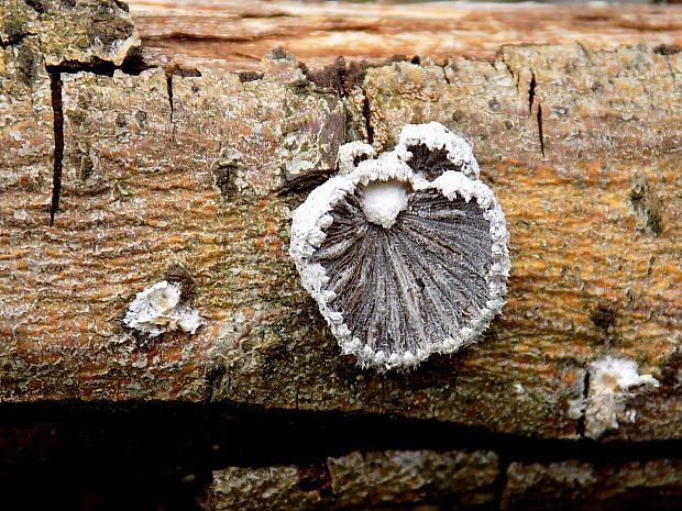 klanolupeňovka obyčajná Schizophyllum commune Fr.