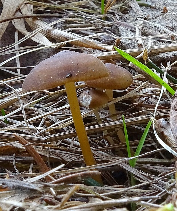 peniazočka smreková Strobilurus esculentus (Wulfen) Singer