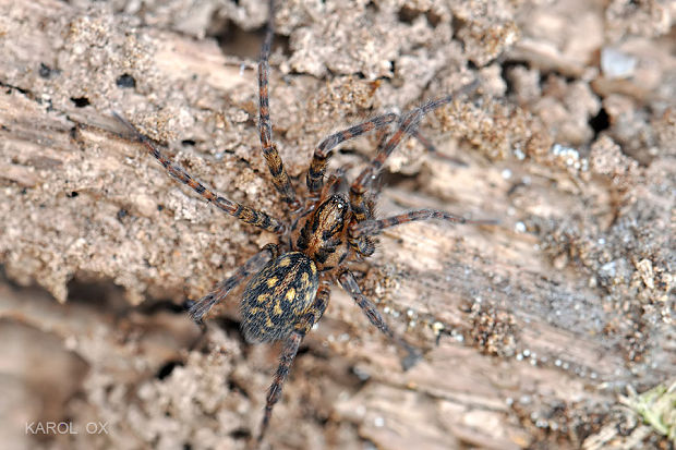 pokoutník polní Tegenaria campestris (cf.)